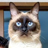 凛々しい顔つきのネコ→座っている場所を見てみると…まるで相棒？『アニメのようなツーショット』が720万表示「サトシとピカチュウやんｗ」