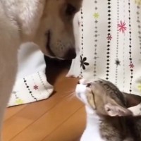 犬に命を救われた『小さな子猫』→元気いっぱいに育った結果…あまりにも尊い『2匹の様子』が47万再生「自分のこと犬だと思ってそうｗ」