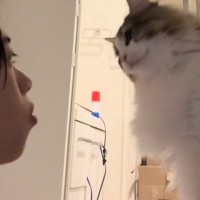 目の前に座っていた猫にふーっと『息を吹きかけてみたら』…予想外の『可愛すぎるリアクション』に「まじでかわいい」「笑った」と反響