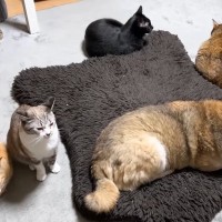 8匹の猫に愛される柴犬→部屋を移動すると…思わず笑みがこぼれる『幸せいっぱいな光景』に「見事に猫まみれｗ」「モテモテだね」と反響