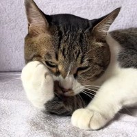 動物病院の保険証用に猫を撮りたい→『かわいい顔して』と頼んでみた結果…尊すぎる展開が40万再生「やり取りが面白いｗ」「吹いたｗ」