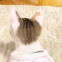 新入り子猫と2匹の先住猫→『初顔合わせ』をした結果…まさかの光景に爆笑の声続出「新入りが気遣ってるｗ」「ある意味万全の受け入れ体制」
