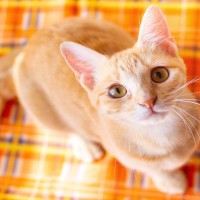『愛情を注がれている猫』がみせるサイン5つ　あなたの想いに応えてくれているかも？