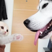 『ハスキー犬に育てられた子猫』→４年後の様子を見てみると…種を超えた『愛』に感動の声「素敵な家族」「優しさが伝わる」と66万再生
