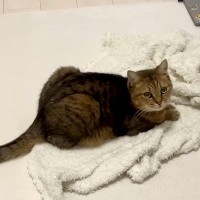 膝にかけていたタオルを『猫に奪われた』結果→様子を見に行くと…想像以上に『愛おしい光景』に絶賛「飼い主冥利に尽きる」「落ち着くみたい」