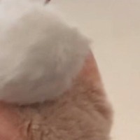 頭をぽんぽんとされる子猫→『全然反応しない』と思いきや、次の瞬間…まさかの行動に爆笑の声「A型のキレ方ｗ」「想像以上に爆発してたｗ」