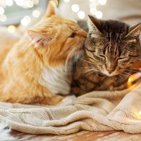 猫は『長毛種と短毛種』でお世話の方法が違う？異なる3つのポイントや飼育のコツを解説