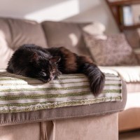 猫が『亡くなる直前』にみせる兆候5つ　限られた時間で飼い主ができることもご紹介