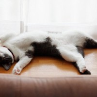 猫が『死んだふり』をみせる理由3つ　避けたいことがある？動かなくなる心理とは