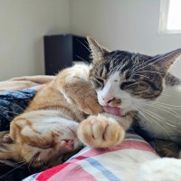 猫を多頭飼いするとき『猫の年齢差』は考慮すべき？　相性の傾向や性別による違いも解説