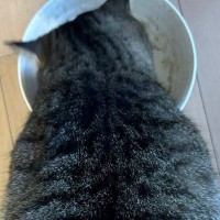 猫が冬毛に切り替わって『ふわふわモコモコになる』と思っていたら…まさかの光景に６万いいね「ツチノコみたい」「触り心地よさそう」