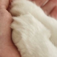 体調不良で寝ていると、そばにやって来た『愛猫』が…尊さあふれる『優しい行動』に３万いいね「肉球療法にゃ」「ええ子や…」と反響