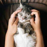 猫に『赤ちゃん言葉』で話しかけるメリット3つ　取り入れたい理由や効果的に使うコツ