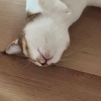 生まれて初めて『床暖』を体験したネコ→全身を伸ばして…幸せいっぱいな様子に癒されると３万いいね「気持ちよさそうｗ」「最高なんだな」