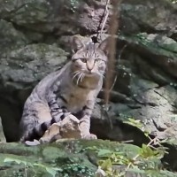 『また捨てられた』山のなかにいたひとりぼっちの猫を保護→優しく愛情を注ぐと…少しずつ変化していく様子に感動「涙が出てくる」「よく頑張った」