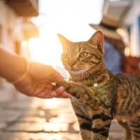 『猫好きな人』かどうか見分けるポイント3つ　ふとした瞬間にも猫愛があふれている？