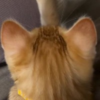 赤ちゃんを寝かしつけていたら、『子猫』がやって来て…予想外の『尊すぎる瞬間』に「うわぁ～ホッコリ」「愛がいっぱいで泣ける」と反響