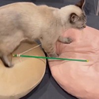 パンをこねるようにクッションを踏む猫→『２つのクッション』が並んでいると…まさかの光景に４万いいね「欲張りさんで可愛すぎ」「大忙しｗ」