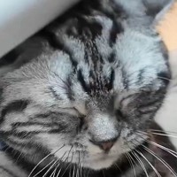 コロコロでマッサージされる猫ちゃん→飼い主さんが止めようとすると…『可愛すぎる反応』に２万いいね「すぐ見るｗ」「止められないｗ」