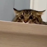 髪を大幅にカットして帰宅した結果→愛猫が見せた『可愛すぎるリアクション』に笑ってしまう人が続出「変わりようが凄いｗ」「結構驚いてるｗ」