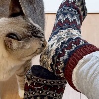 ３匹のネコに『靴下の匂い』を嗅がせてみると…三者三様のリアクションが面白すぎると反響「拒絶するような回避ｗ」「悶絶フレーメンｗ」