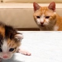 多くの保護子猫をお世話してきた先住猫→『新入り』を見つけたら…『まさかのリアクション』に爆笑する人続出「ジワジワきたｗ」「表情ｗ」