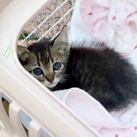 １ヶ月違いで保護された２匹の子猫→『一緒に幸せになってほしい』と願っていたら…『素敵な結末』が20万再生「感動して涙が」「歓喜した」