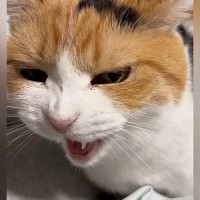 寝る前に『甘えたい三毛猫』…たくさん話しかけてくる『尊すぎる光景』が27万再生「かわいいが限界突破」「私だったらキモ声出ちゃう」と悶絶