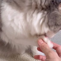 毛づくろいをしていた猫→そっと指を差し込んでみた結果…思わず笑ってしまう『まさかの反応』が44万再生「可愛すぎる」「表情がいい」