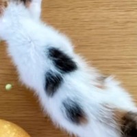 三毛子猫の背中にあった『黒い模様』→成長した結果…あまりにも素敵すぎる『変化』に「綺麗な形になったねｗ」「めちゃめちゃ可愛い」と絶賛