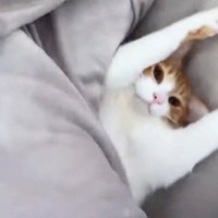 布団をめくってみたら、中にいたネコが…予想外の『可愛すぎるリアクション』が157万再生「寝起きは撮影NGだったかｗ」「悶絶級」