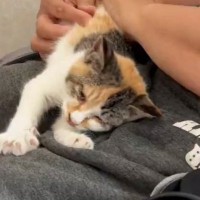 ガリガリに痩せていた子猫を保護→家族に迎えて24時間も経ってないのに…『予想外の行動』に１万いいね「うっそー」「あざとくなりそうｗ」