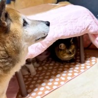 コタツを出すと大喜びの猫たち→同居犬は心配そうな様子で…あまりにも『愛おしいやり取り』に反響「ちょっと寂しくなるよね」「猫団子が楽しみ」
