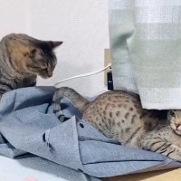 妻にかまってもらいたい夫猫→そっと触れたら、次の瞬間…『切なすぎる』やりとりが82万再生「泣き出す５秒前ｗ」「顔に笑った」