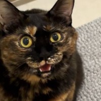 お風呂から全然出てこないママに『文句が止まらなくなったサビ猫』…愛おしすぎる光景が42万再生「鳴き声がえーんｗ」「もうたまらない」