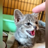 保護してからずっとママを威嚇し続けた子猫…５日後に見せた『感動の光景』が46万再生「優しい目に」「一番大切なことを教えてもらった」