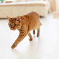 猫が『飼い主を探している』ときにみせる行動4選　鳴き声の変化や考えられる心理も解説