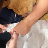 パパが『妊娠中のママの爪』を切っていたら…愛猫がとった『まさかの行動』がイケメンすぎると反響「自分と重ねとるやろｗ」「優しいね」
