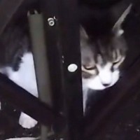 家の外に紐で繋がれ『放置されていた老猫』が保護されて１年…愛情いっぱいにお世話された結果→１５歳の今、猫が見せた『表情』に涙