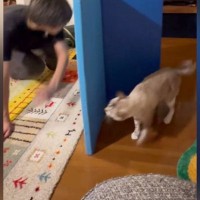 追いかけっこをして遊ぶ『パパと猫』を見ていると…思わず笑ってしまう光景が21万再生「お互いワクワクｗ」「絶妙でクセになる」とSNSで反響