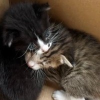 旦那から『友達が猫を拾った』と連絡→2匹の赤ちゃん猫を引き取った結果…『１か月後の光景』に感動「素敵な出会い」「運命だったのかも」