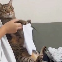 洗濯物を畳んでいると『毎回ひざに乗ってくる猫』→手伝ってもらった結果…可愛すぎて笑顔になる光景に６万いいね「猫の手借りてるｗ」「ポイｗ」