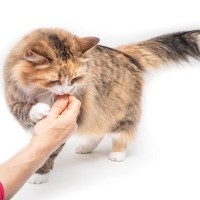 猫が飼い主の『ニオイを嗅ぎたがる』ときの理由4つ　執拗にチェックしているのはなぜ？
