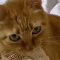 いつもより静かだった茶トラ猫→様子を見にいくと…予想外の『超大作』に４万いいね「なんという才能」「器用すぎるｗ」と驚愕の声