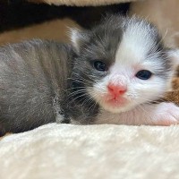 生後2週間のときに保護された『ちいさな白黒ネコ』→大切に育てて２年が経過すると…『予想をはるかに超えるビフォーアフター』に思わず感動