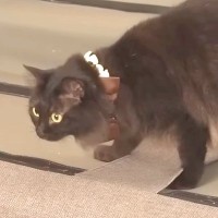 模様替えを妨害するネコ→ソファに乗った結果…『予想外のハプニング』とリアクションに爆笑「焦るかと思いきや」「どんな時もマイペース」