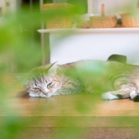 猫が『心を閉ざしてしまった』ときに考えられる原因3つ　信頼を取り戻す方法はある？