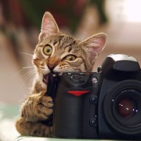 数々の作品展が開催され、テレビにまで出演した「天才カメラマン猫」　米国