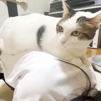 女の子の背中に乗るネコ→爪を立ててしまった結果…『ごめんなさいをする光景』が話題「ご自身の武器を理解してらっしゃる」「魔法のお腹」