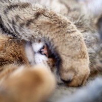 猫が『手で顔を隠して眠る』のはなぜ？3つの理由と見直してあげたいポイント